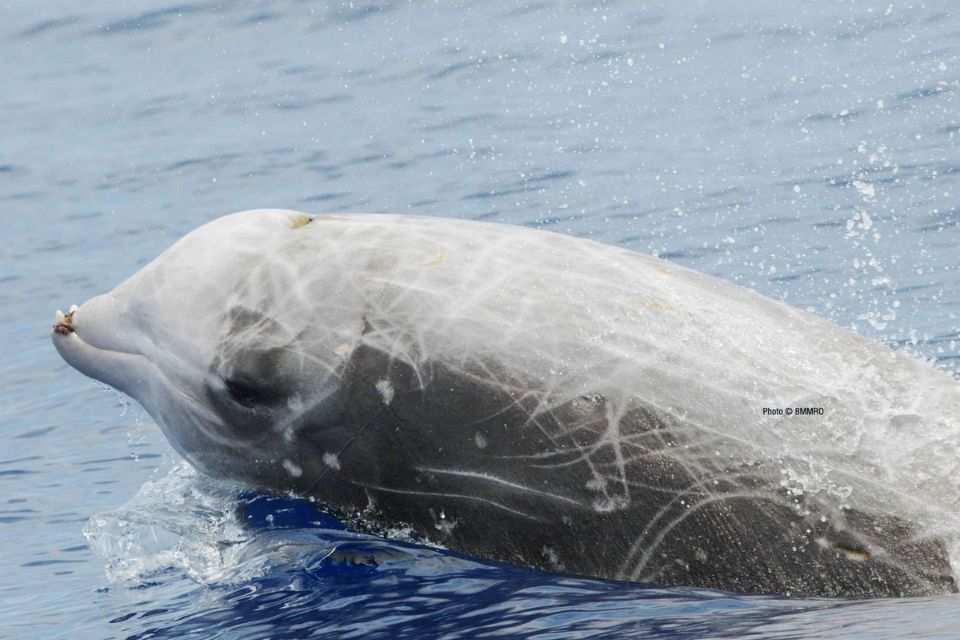 Cuvier's Beaked Whale56