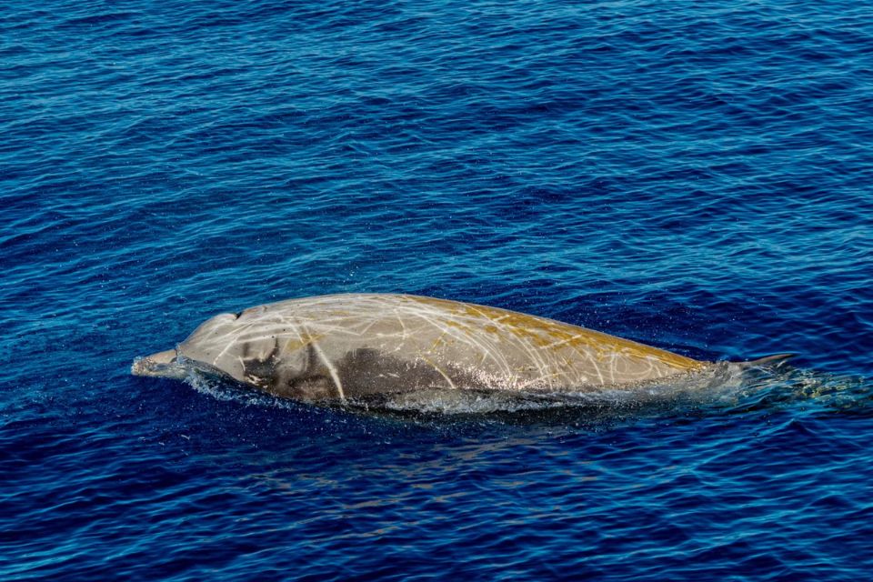 Cuvier's Beaked Whale57