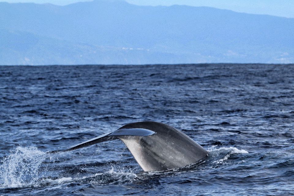 Fin whale Azores