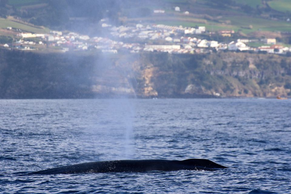 Baleia-comum Açores2