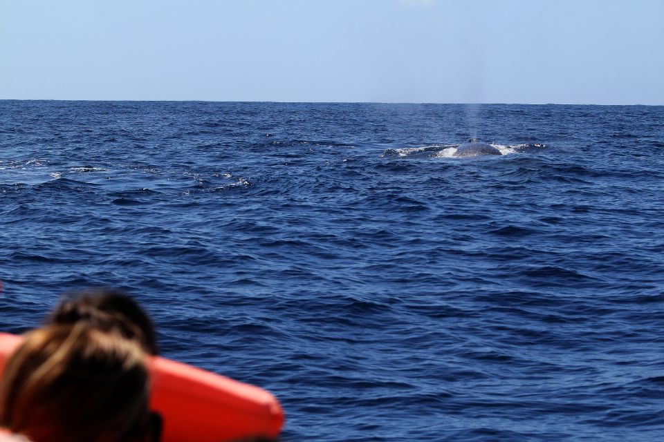 Observação de baleias finas Açores