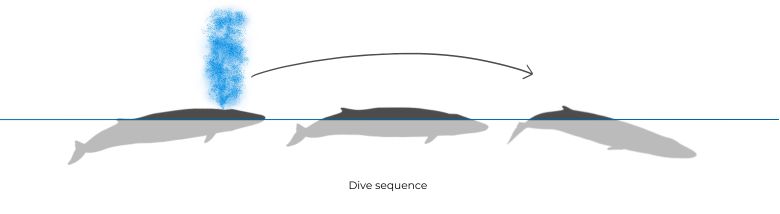Ilustração de baleia-comum em sequência de mergulho