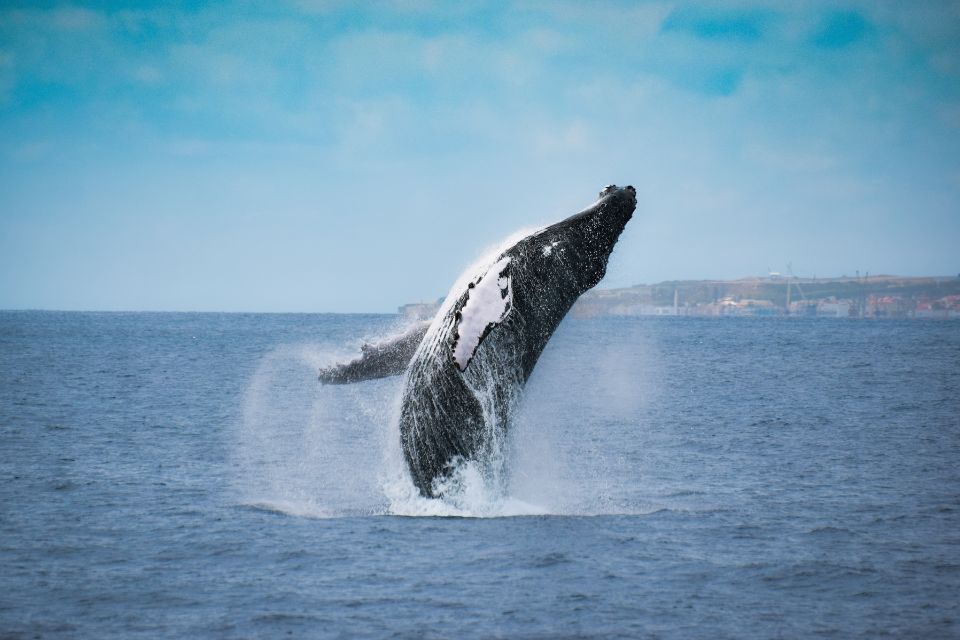 Mariana Silva | Humpback Whale Azores