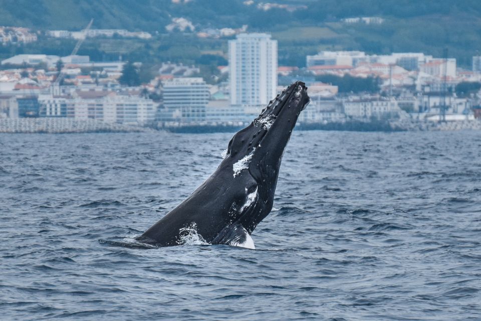 Humpback Whale Azores57