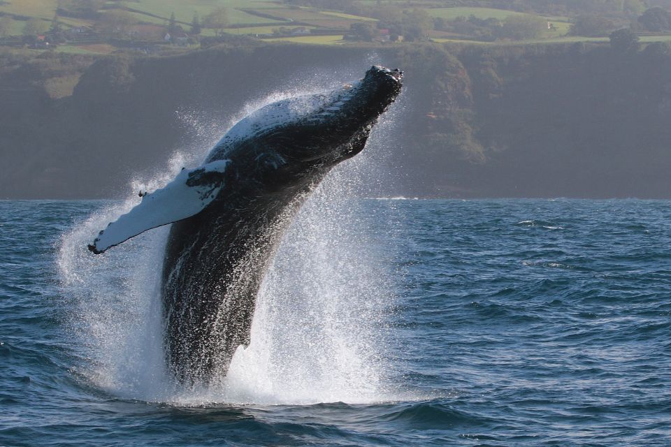 Humpback Whale Azores58