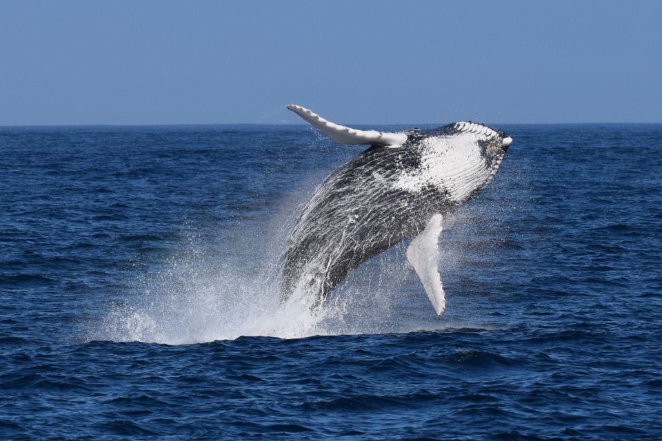 Humpback Whale Azores59