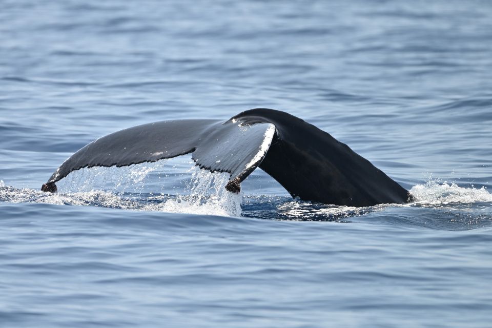 Humpback Whale Azores60