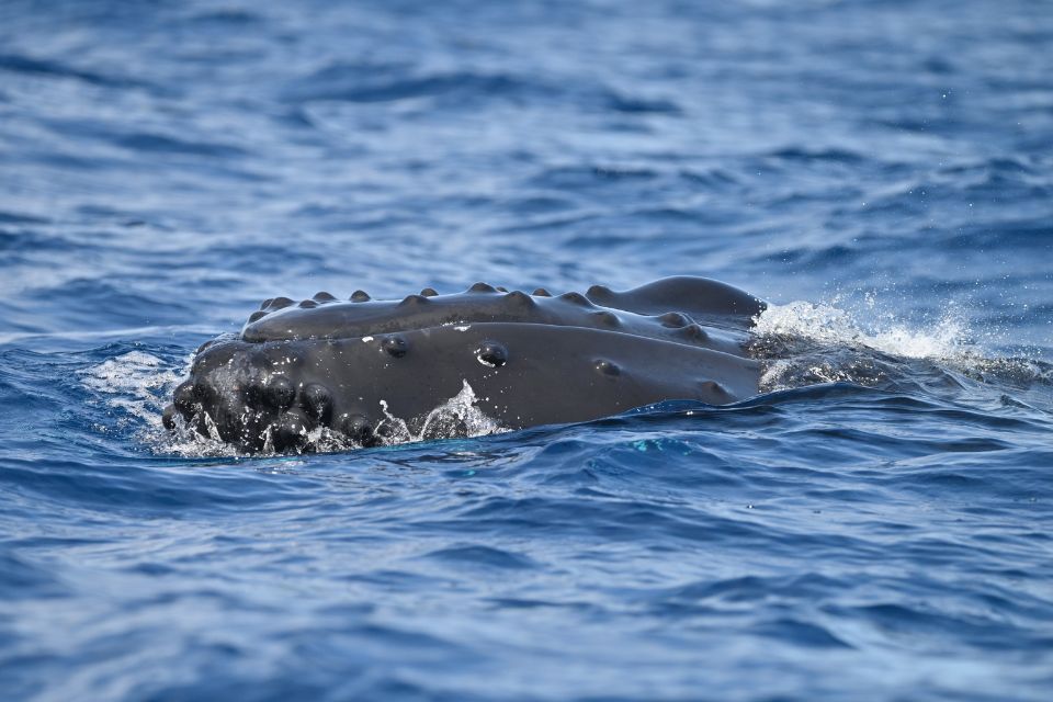 Humpback Whale Azores62