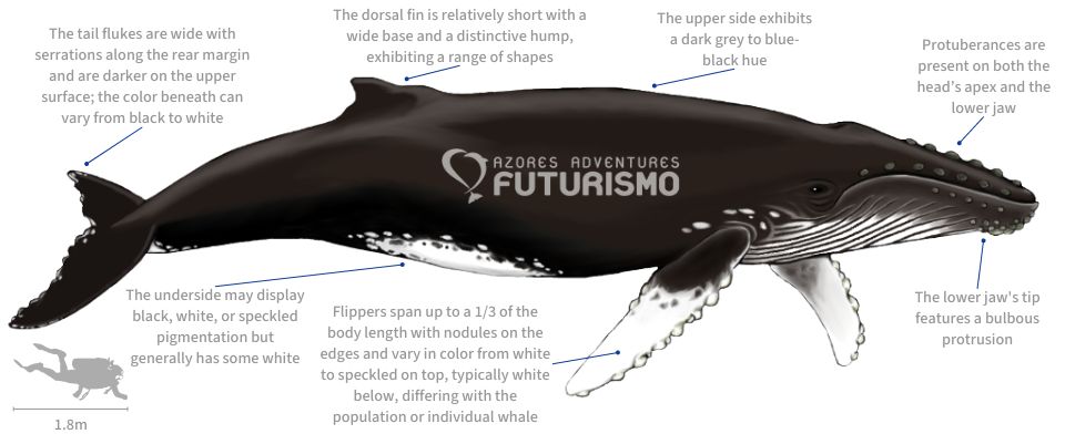 Humpback Whale Illustration with characteristics