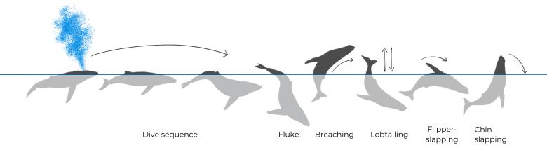 Humpback Whale illustration Dive sequence