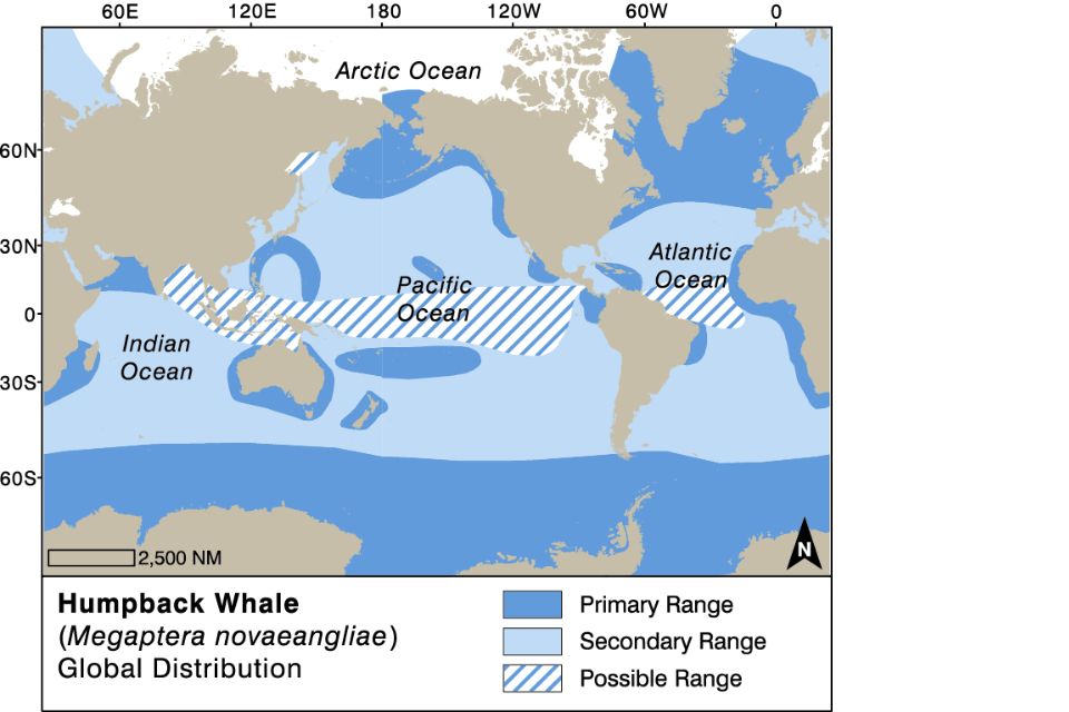 Humpback Whale illustration distribution and movements