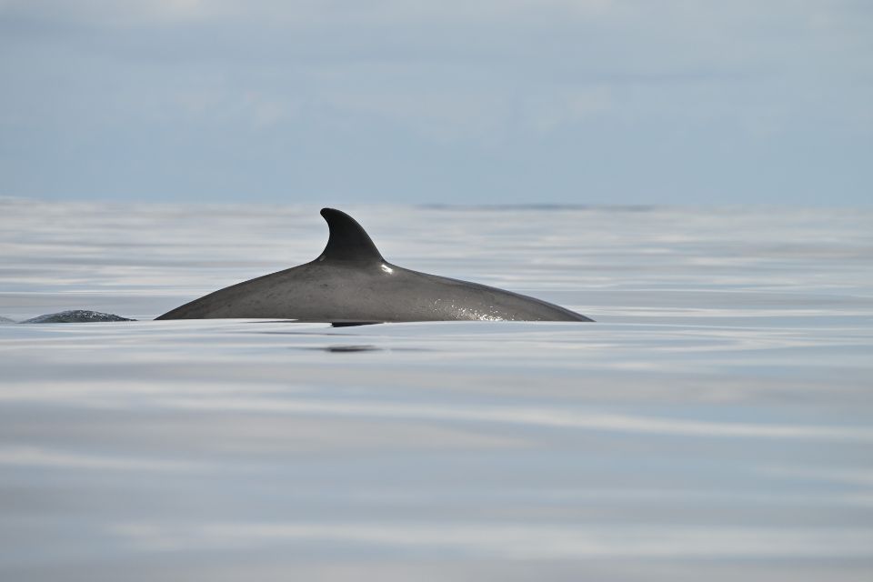 Northern Bottlenose Whale Azores62