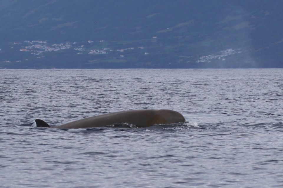 Northern Bottlenose Whale Azores57