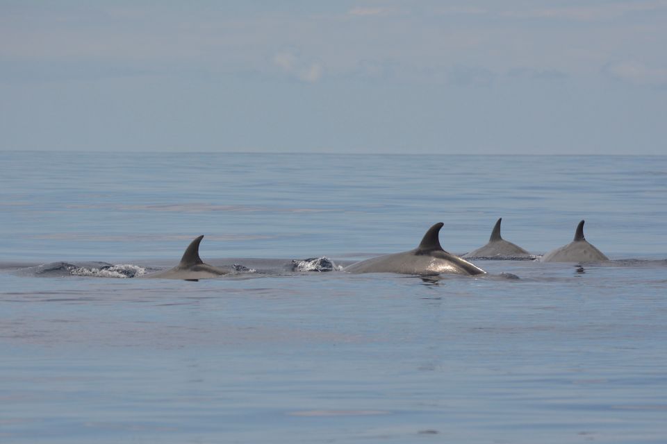 Northern Bottlenose Whale Azores58