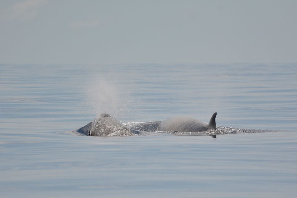 Northern Bottlenose Whale Azores59