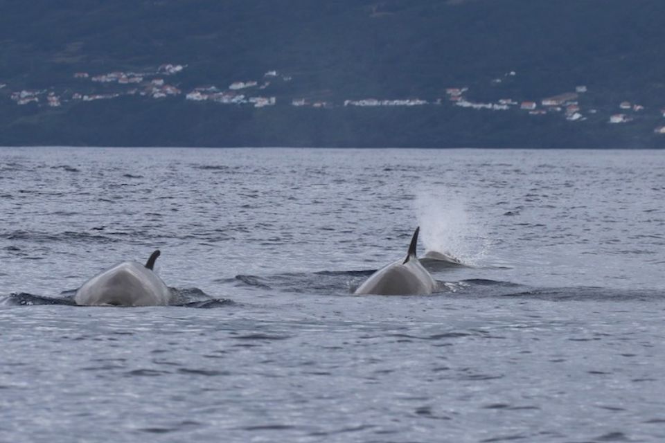 Northern Bottlenose Whale Azores60