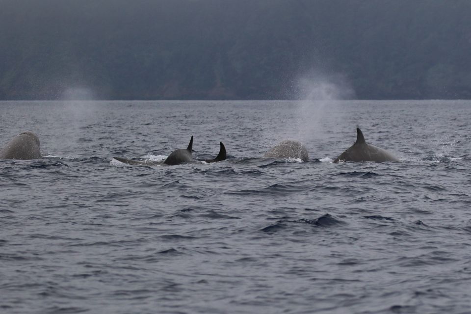 Northern Bottlenose Whale Azores61