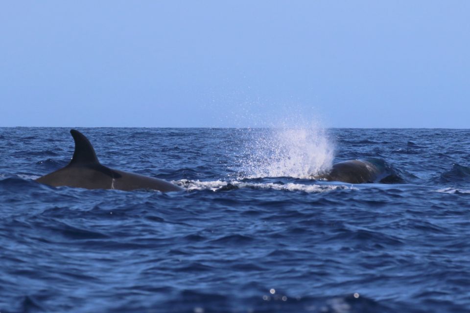 Northern Bottlenose Whale Azores62