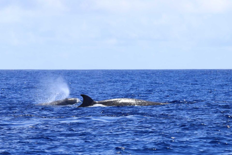 Northern Bottlenose Whale Azores63