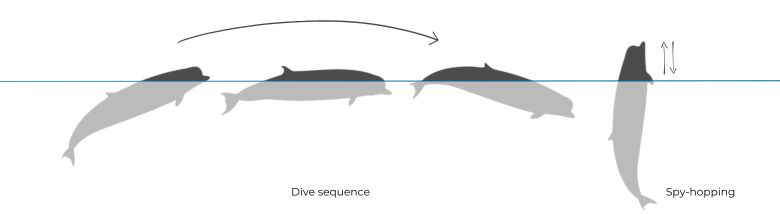 Northern Bottlenose Whale illustration dive sequence