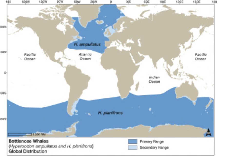 Northern Bottlenose Whale illustration map distribution and movements