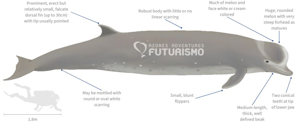 Northern Bottlenose Whale illustration with characteristics