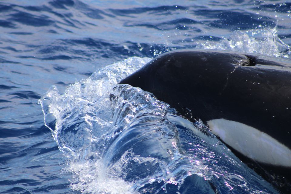 Orca Killer Whale Azores Whale Watching 57