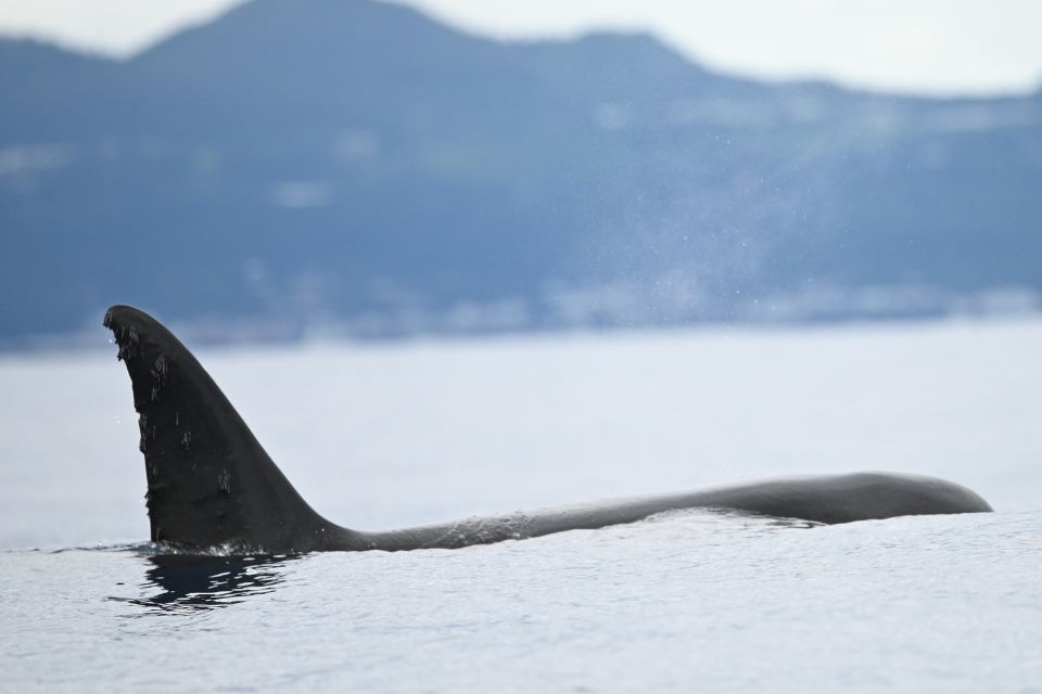 Orca Killer Whale Azores 62