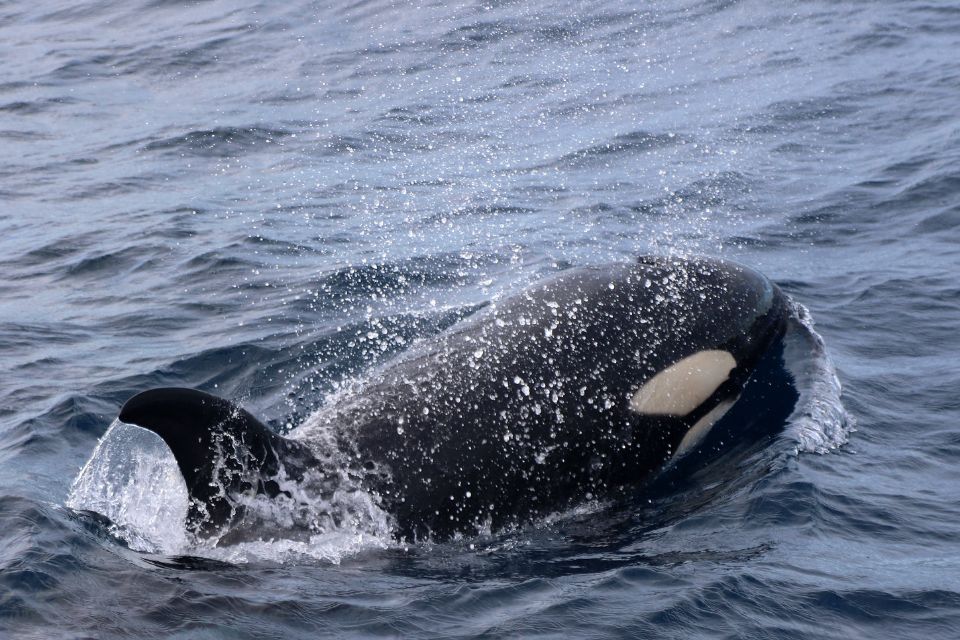 Orca Killer Whale Azores 62