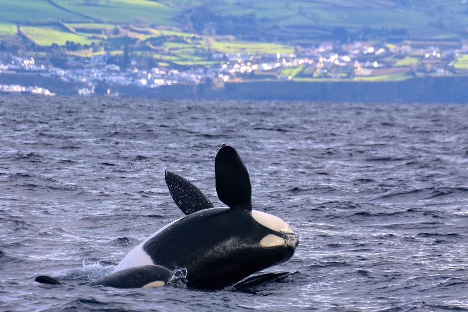 Orca Killer Whale Azores 62