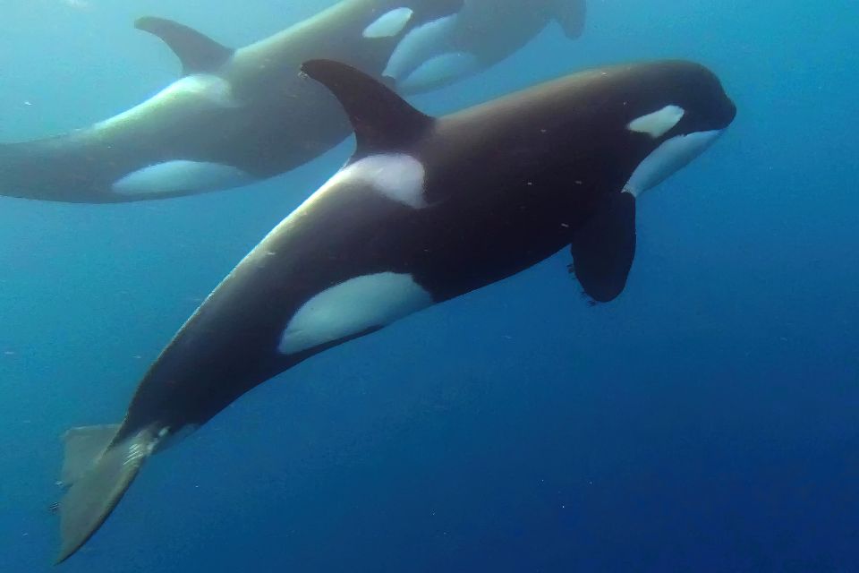 Orca Killer Whale Azores 62