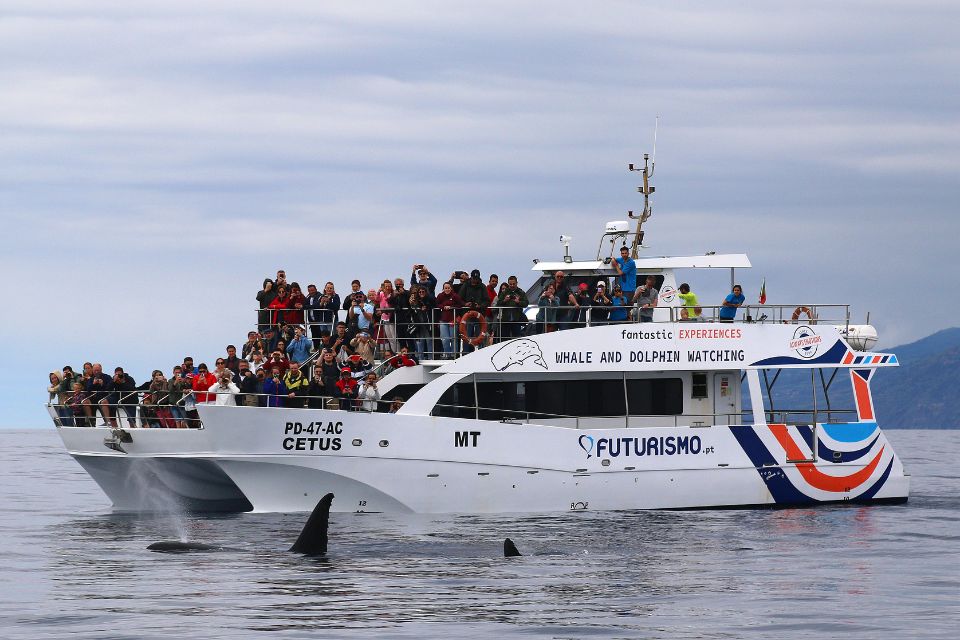 Orca Killer Whale Azores Whale Watching 57