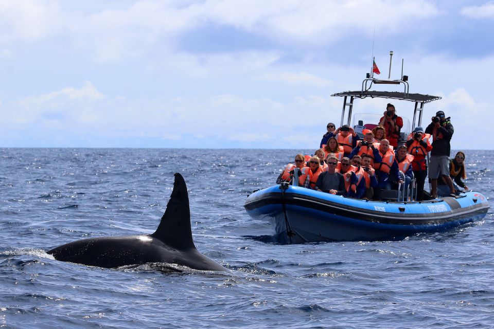 Orca Killer Whale Azores Whale Watching 57