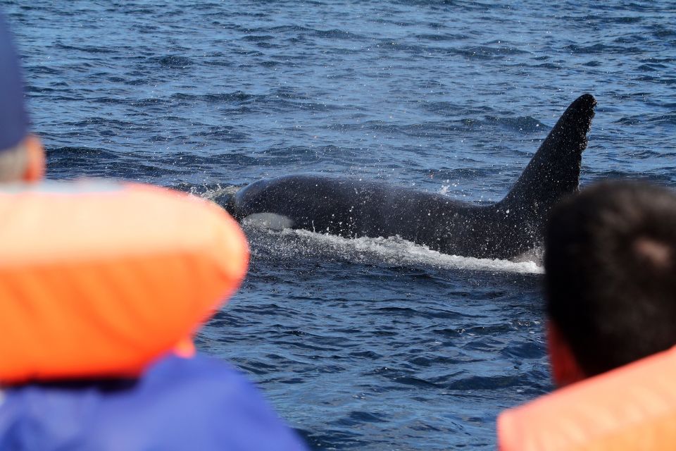 Orca Killer Whale Azores Whale Watching 57