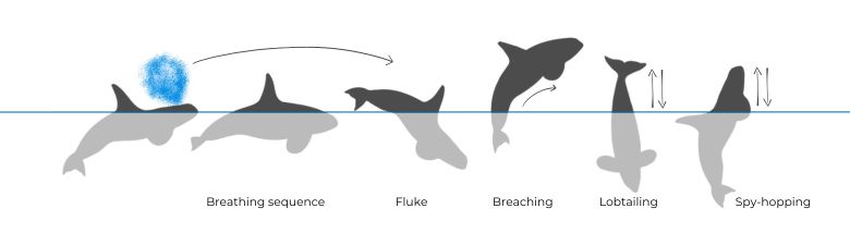 Orca Killer Whale illustration Dive Sequence