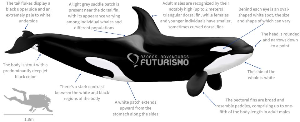 Orca Killer Whale illustration with characteristics