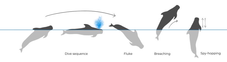 Pilot Whale illustration dive sequence