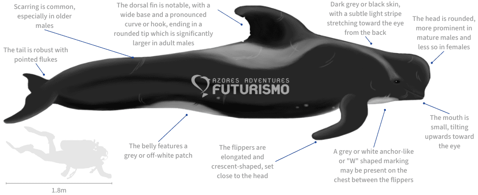 Pilot Whale illustration with characteristics