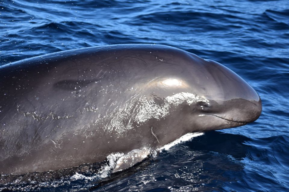 Pilot Whales Azores