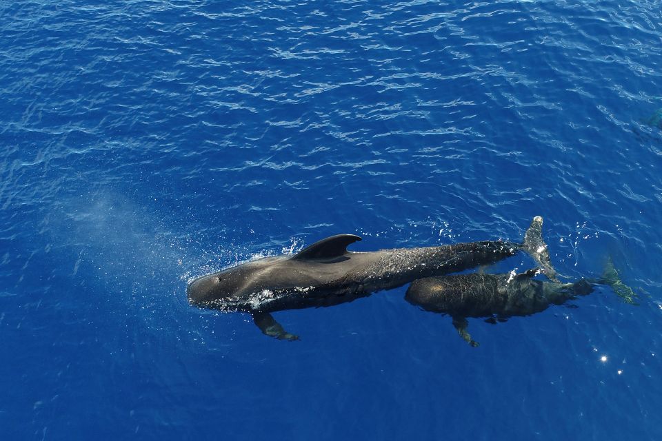 Pilot Whales Azores