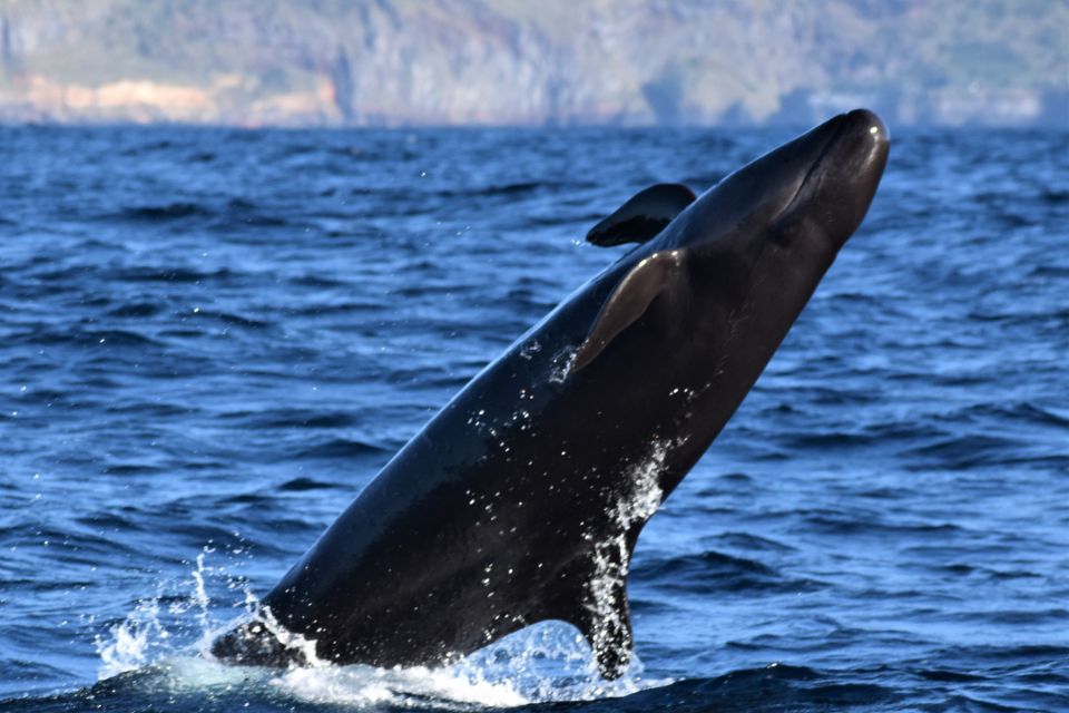 Pilot Whales Azores