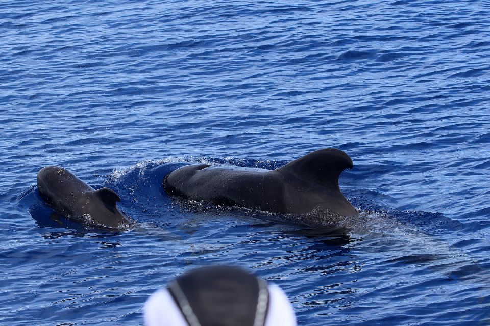 Pilot Whales Azores Whale Watching