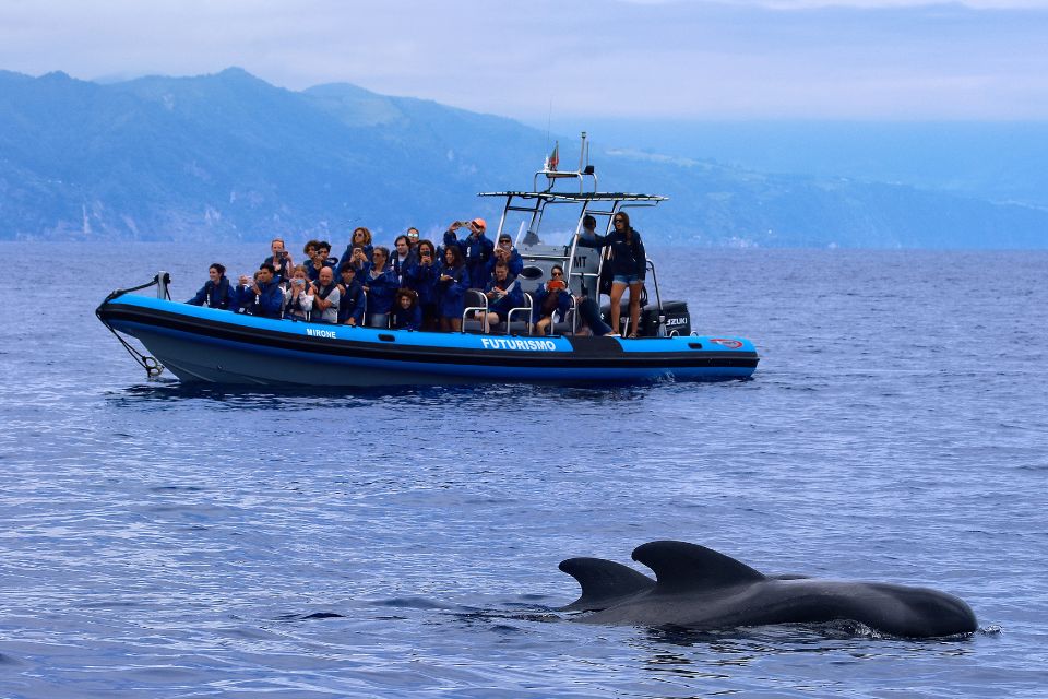 Pilot Whales Azores Whale Watching