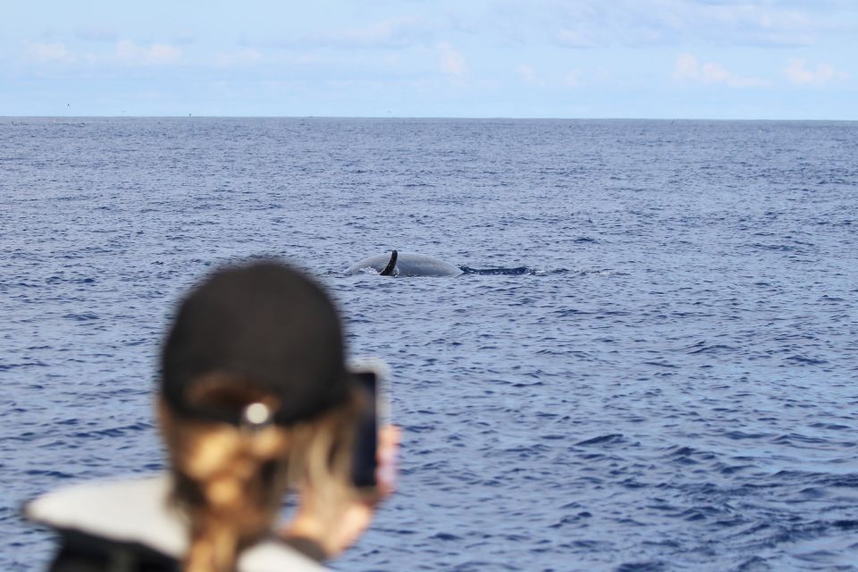 Sei Whale Azores Whale Watching