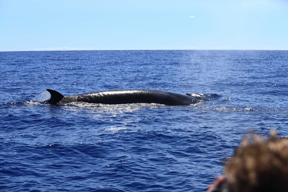 Sei Whale Azoren Walbeobachtung57