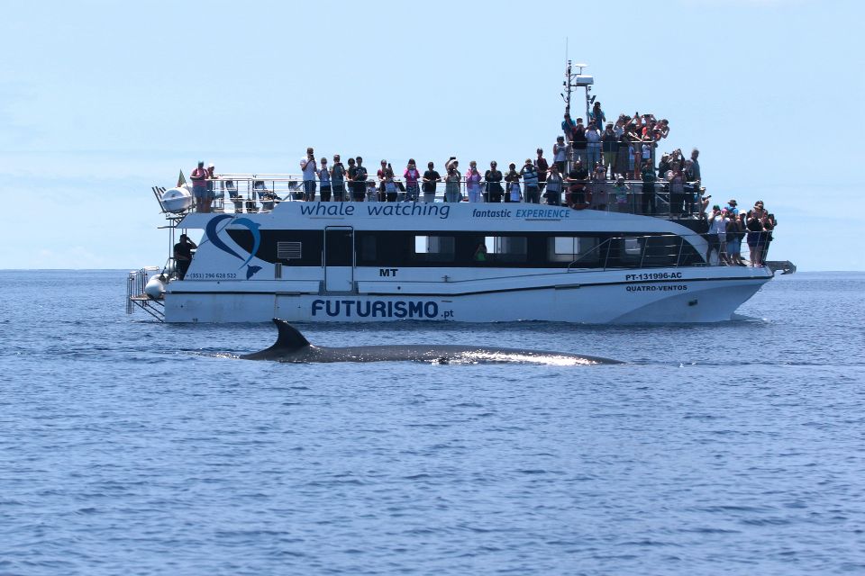 Sei Whale Azores Whale Watching58