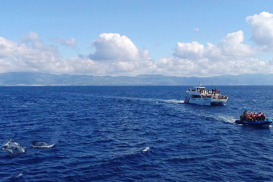 Sei Whale Azores Whale Watching59