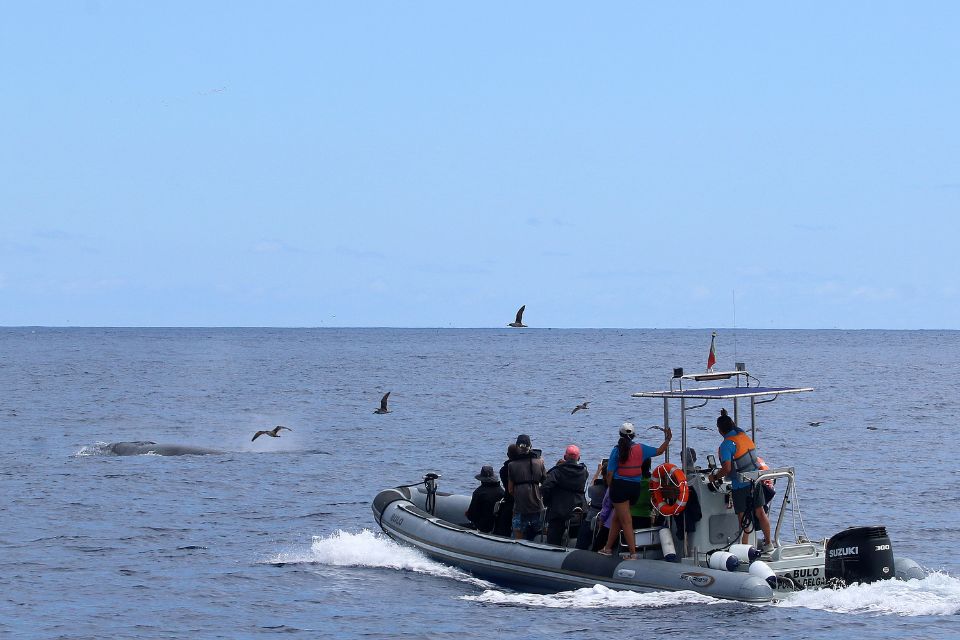 Sei Whale Azores Whale Watching60