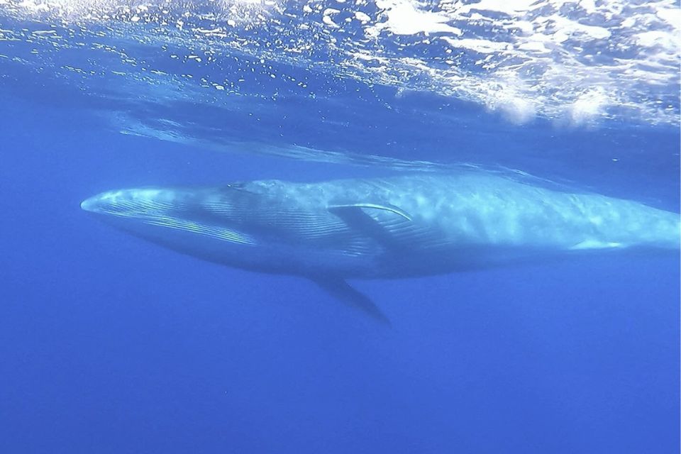 Baleia-sardinheira Açores64