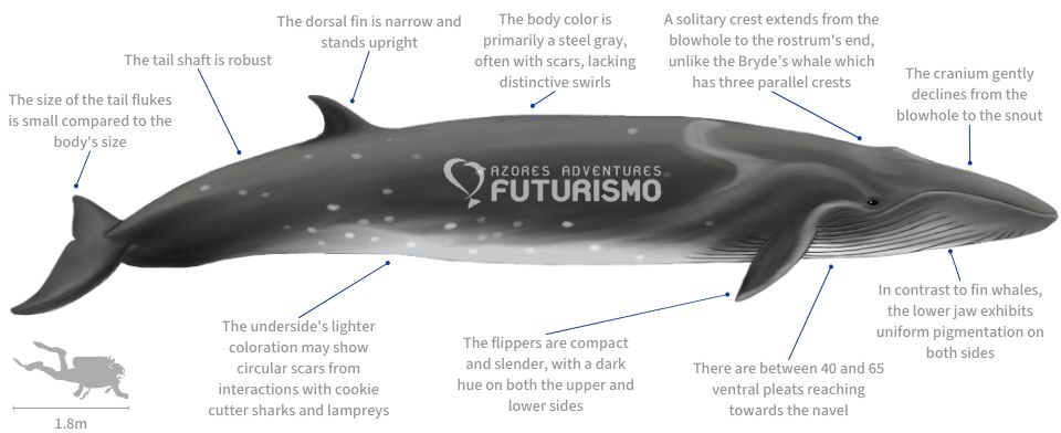 Sei Whale Illustration with characteristics